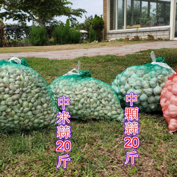 半乾蒜頭(當季現採未完全乾燥)