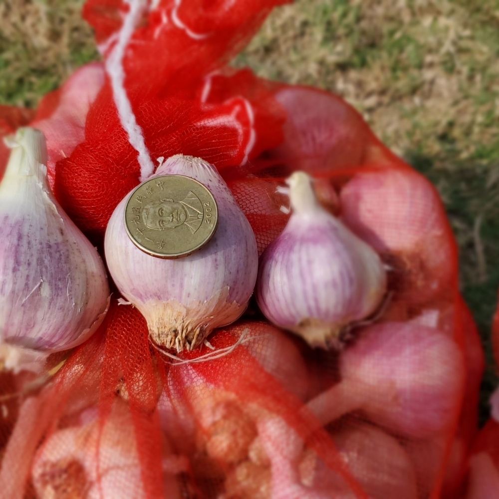 半乾蒜頭(當季現採未