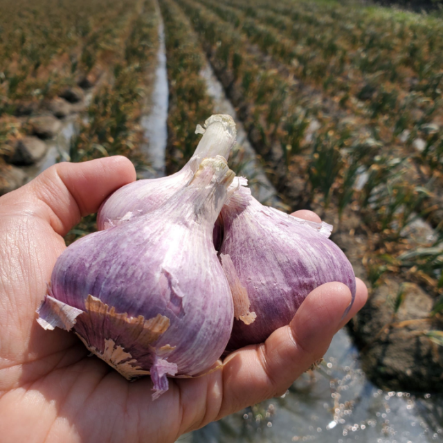 半乾蒜頭(當季現採未完全乾燥)