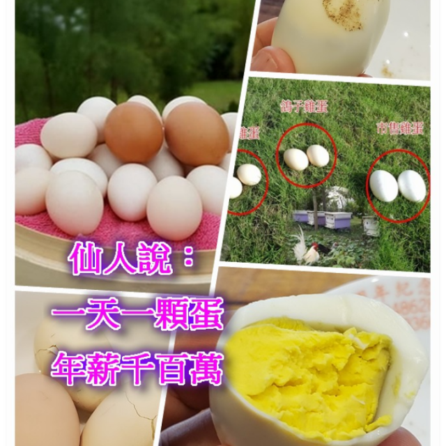 雞吃蜂蛹生的蛋(一公斤/裝現場取貨)