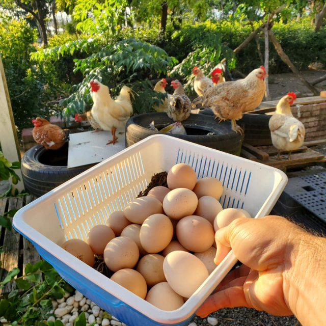 初產雞蛋(一公斤裝/現場取貨)
