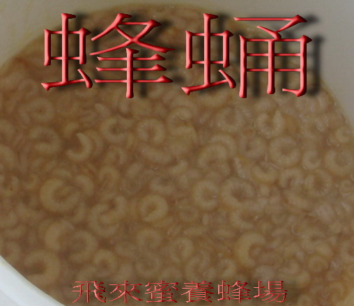 蜂王蛹一公斤(環保袋裝) (冷凍宅配)