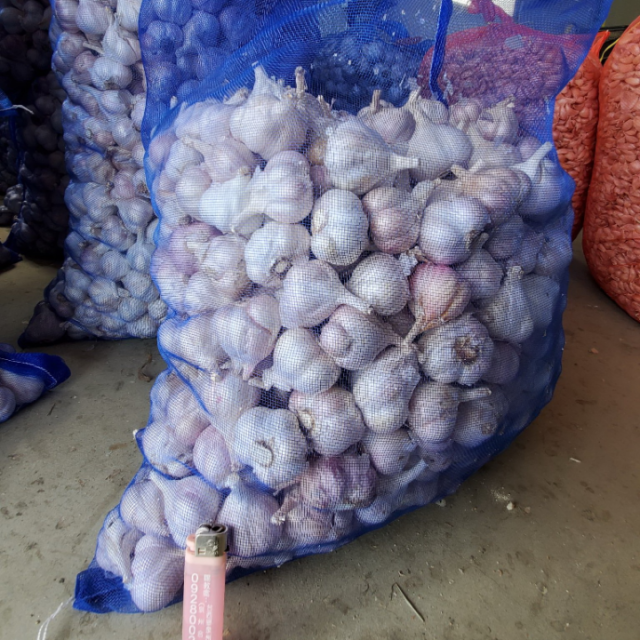 半乾蒜頭(當季現採未完全乾燥)