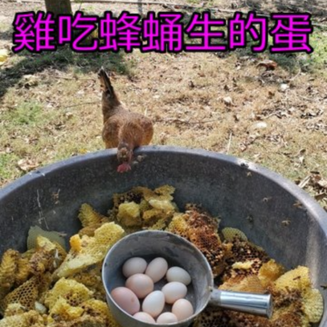 雞吃蜂蛹生的蛋(一公斤/裝現場取貨)