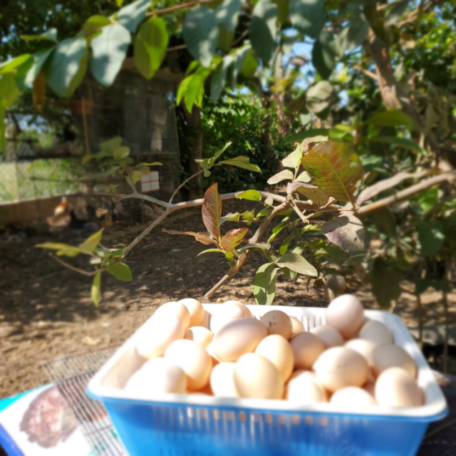 初產雞蛋(一公斤裝/現場取貨)