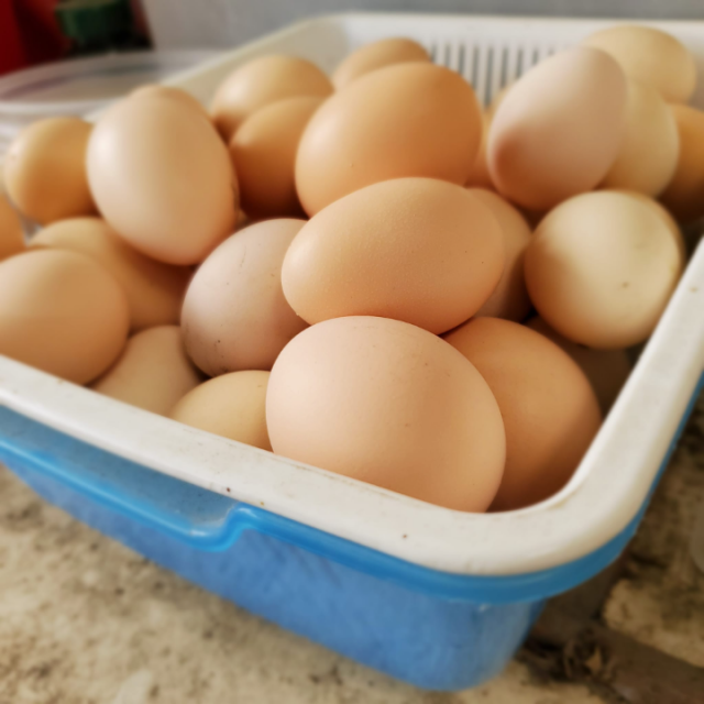 雞吃蜂蛹生的蛋(一公斤/裝現場取貨)