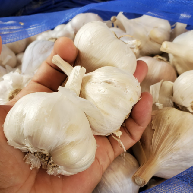 半乾蒜頭(當季現採未完全乾燥)